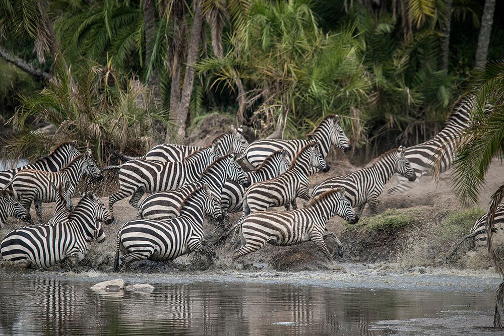 Africa-Tanzania Perhaps spooked by crocodiles-zebras stampede in the Serengeti art print by Betty Sederquist for $57.95 CAD